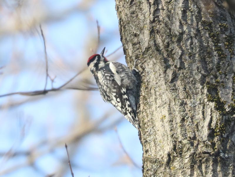 Mystery bird to be identified