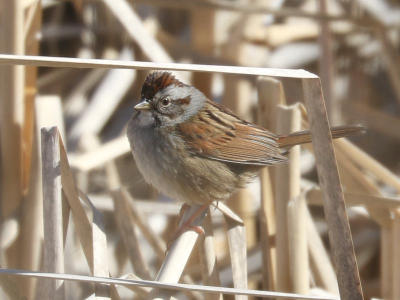 Mystery bird to be identified