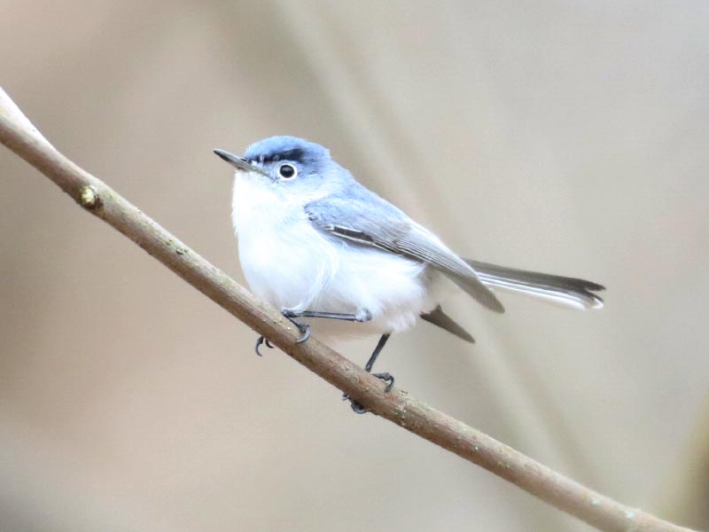 Mystery bird to be identified