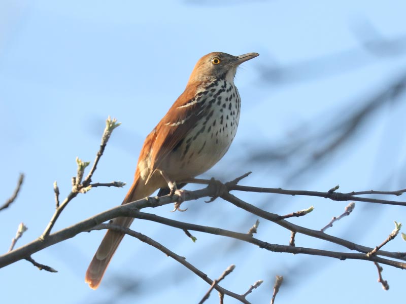 Mystery bird to be identified