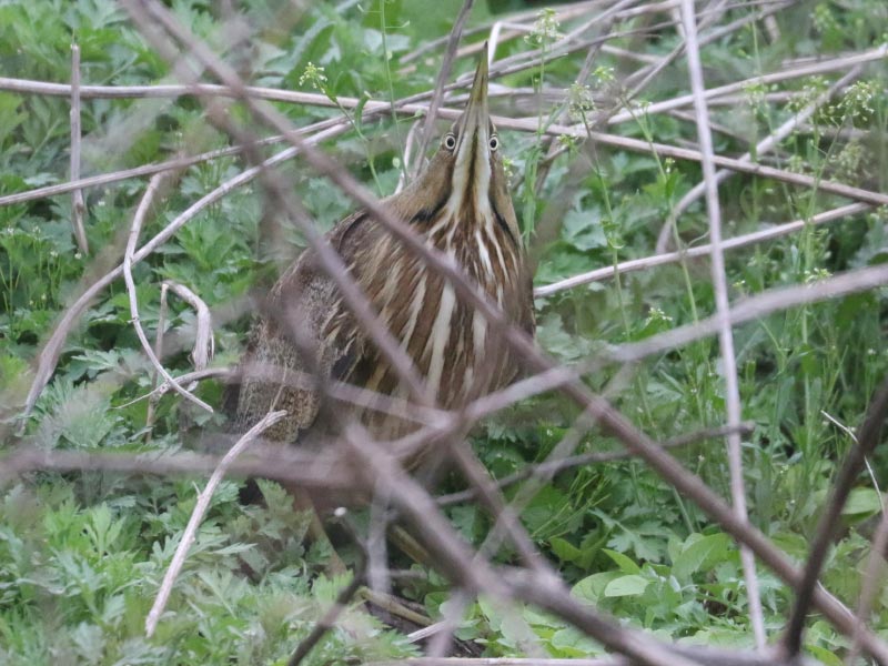 Mystery bird to be identified