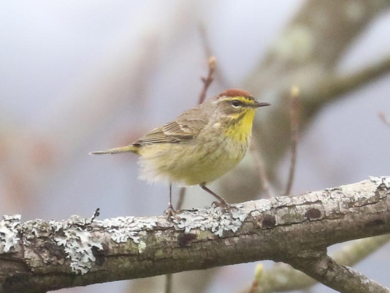 Mystery bird to be identified