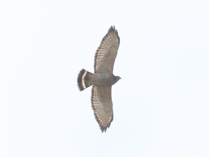 Mystery bird to be identified