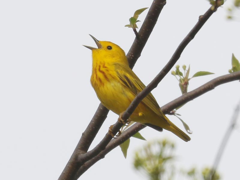 Mystery bird to be identified