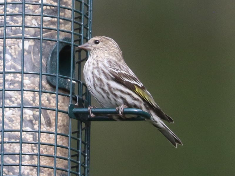 Mystery bird to be identified