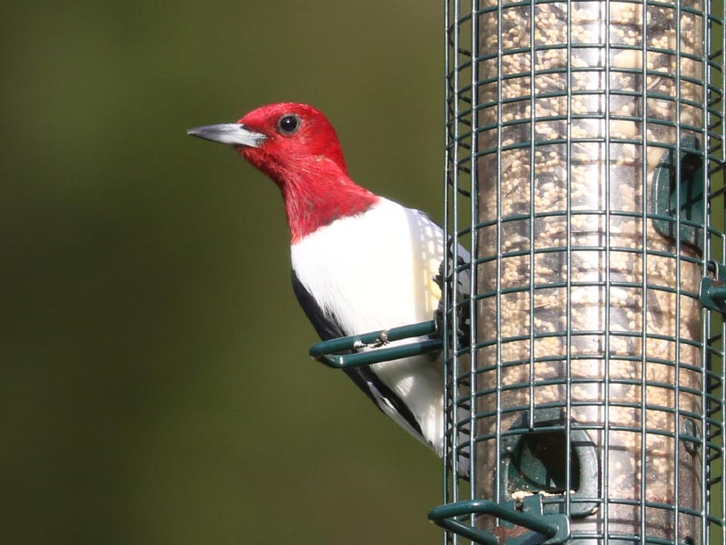 Mystery bird to be identified