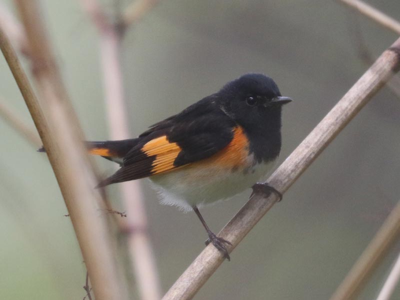 Mystery bird to be identified