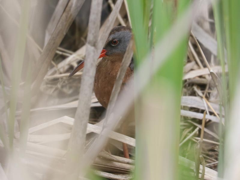 Mystery bird to be identified