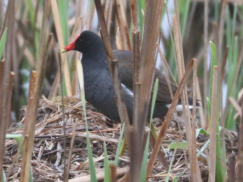 Mystery bird to be identified