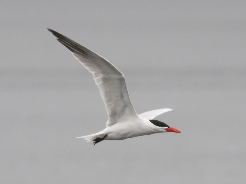 Mystery bird to be identified