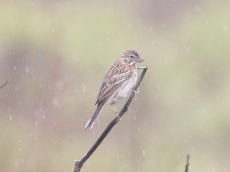Mystery bird to be identified