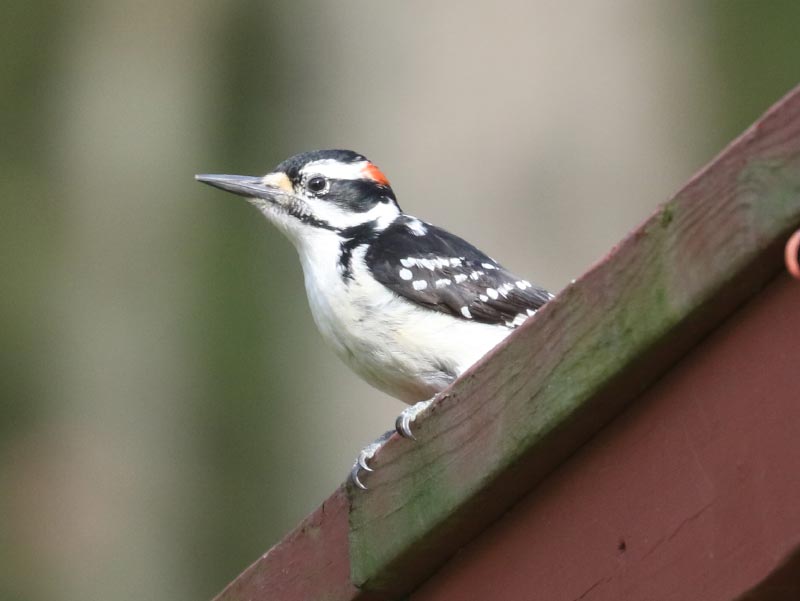 Mystery bird to be identified