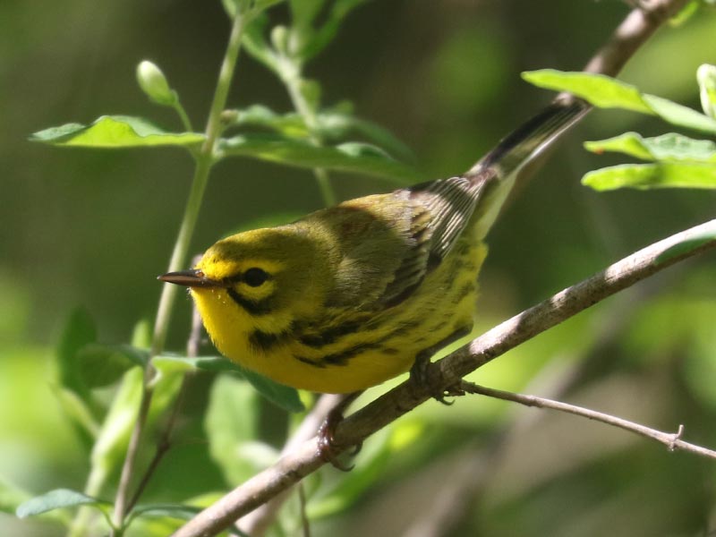 Mystery bird to be identified