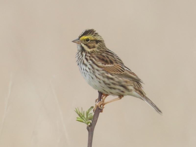 Mystery bird to be identified