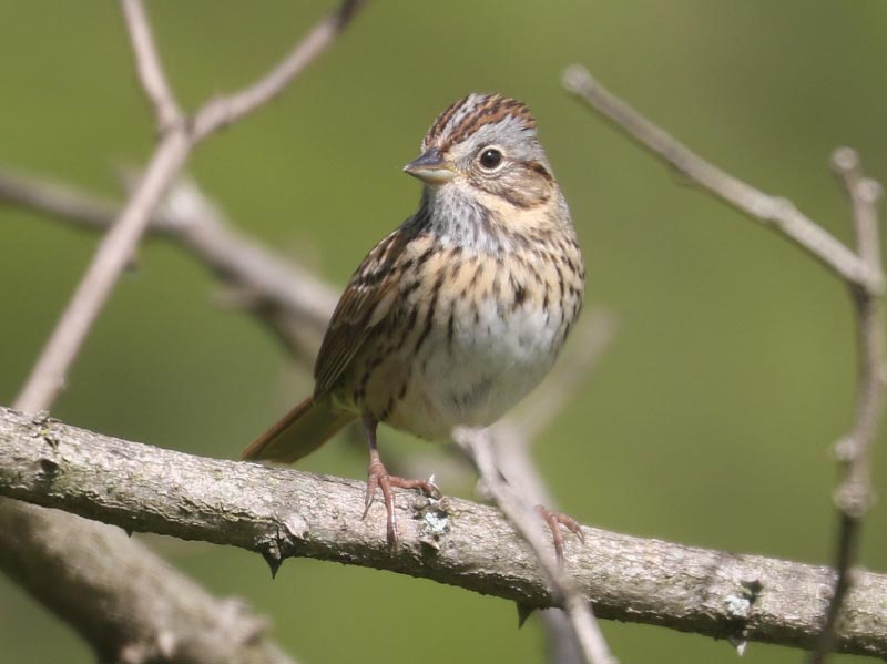 Mystery bird to be identified