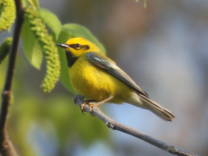 Mystery bird to be identified
