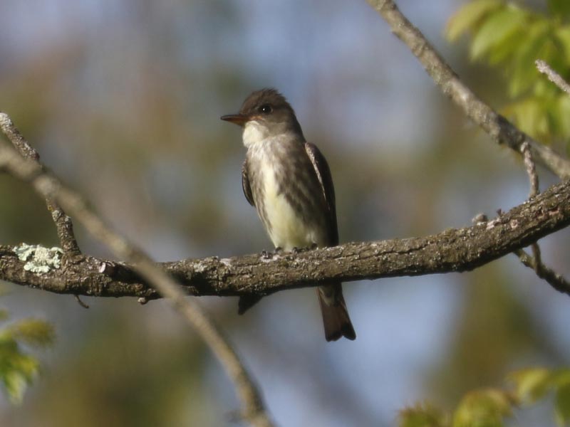 Mystery bird to be identified