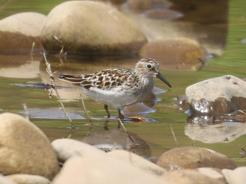 Mystery bird to be identified