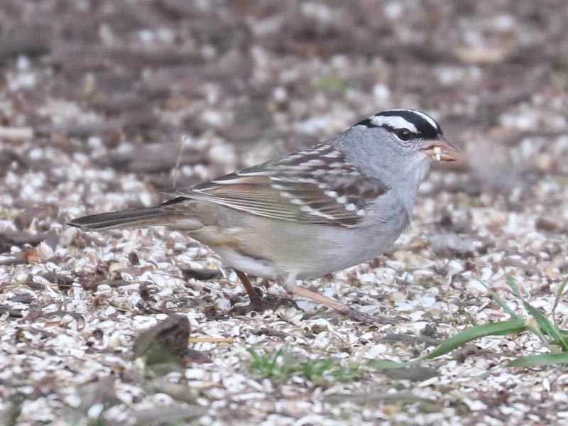 Mystery bird to be identified