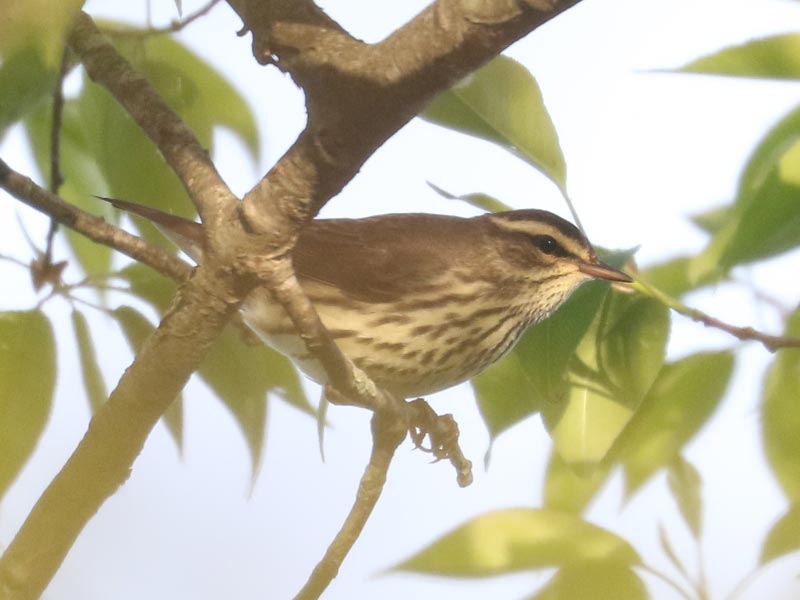 Mystery bird to be identified