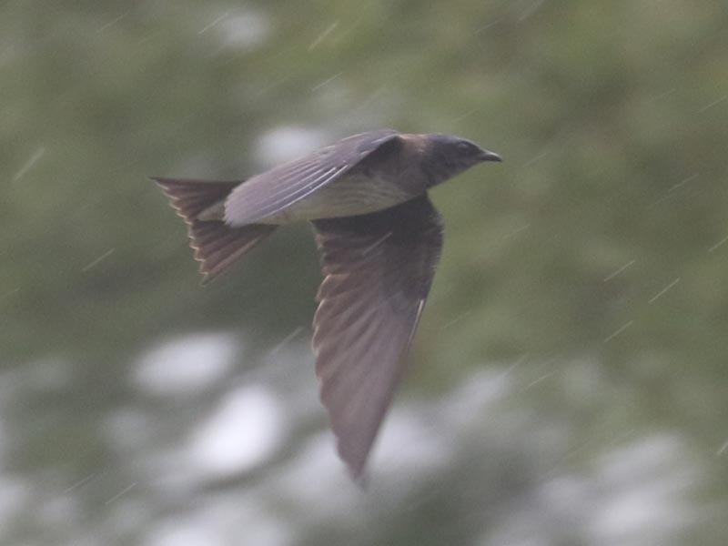 Mystery bird to be identified