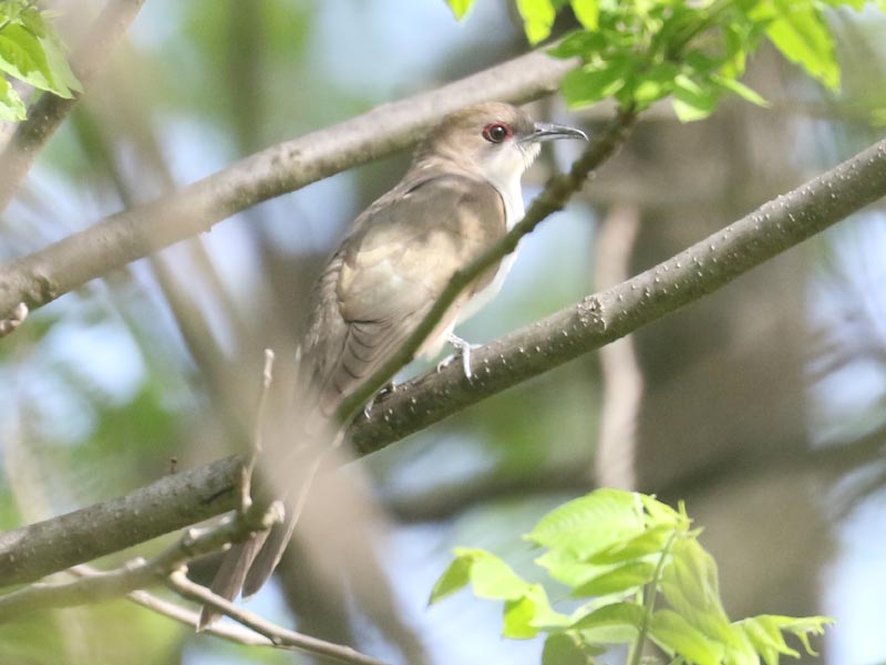 Mystery bird to be identified