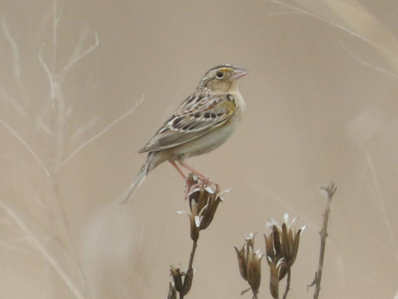 Mystery bird to be identified