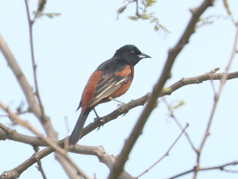 Mystery bird to be identified