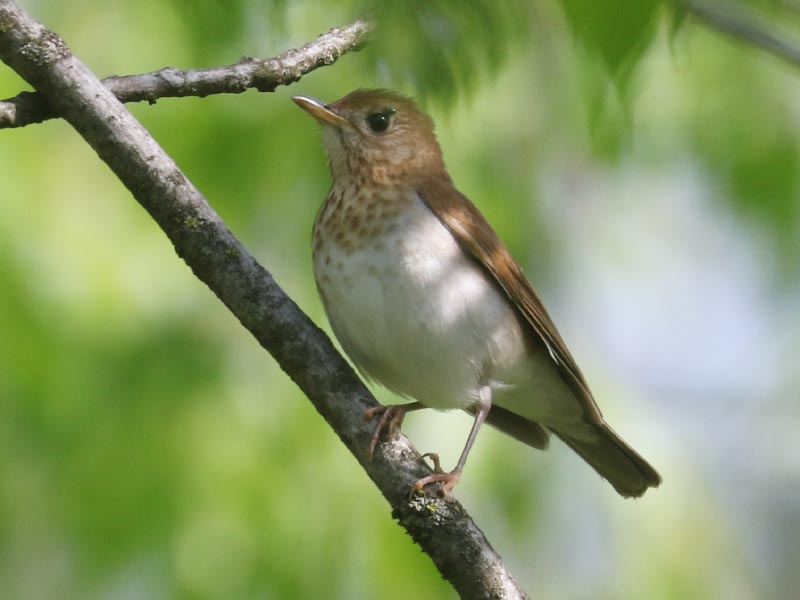 Mystery bird to be identified