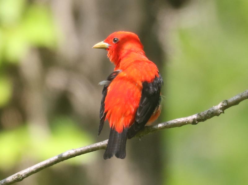 Mystery bird to be identified