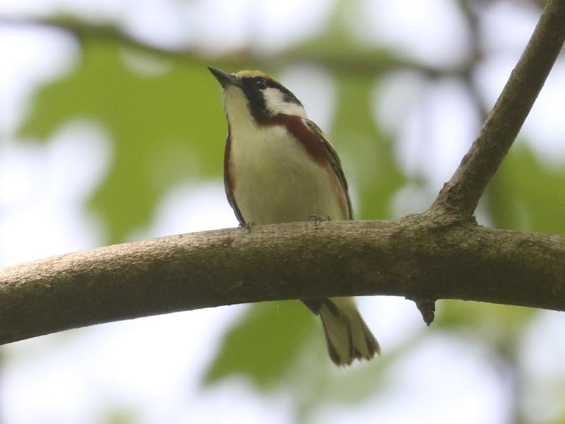 Mystery bird to be identified