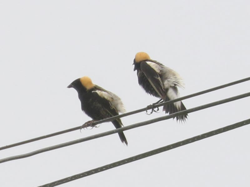 Mystery bird to be identified