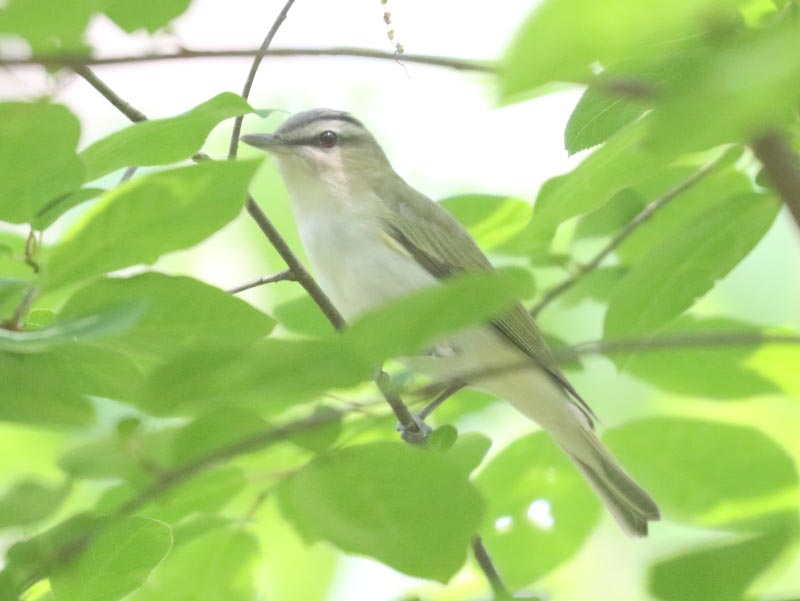 Mystery bird to be identified