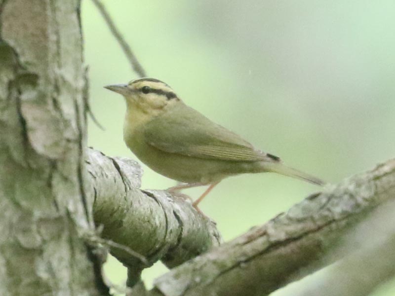 Mystery bird to be identified