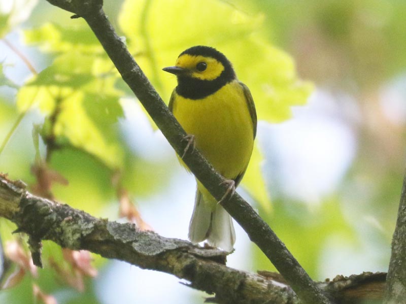 Mystery bird to be identified