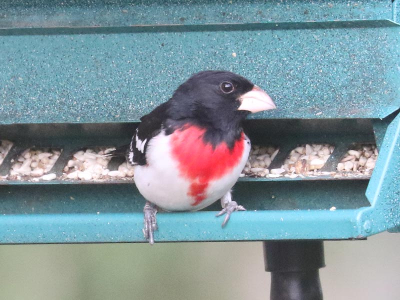 Mystery bird to be identified