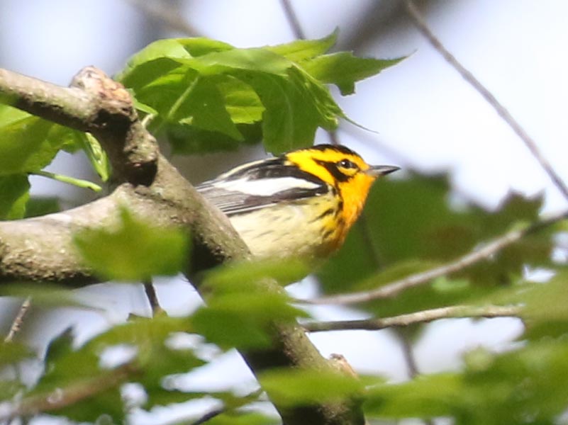 Mystery bird to be identified