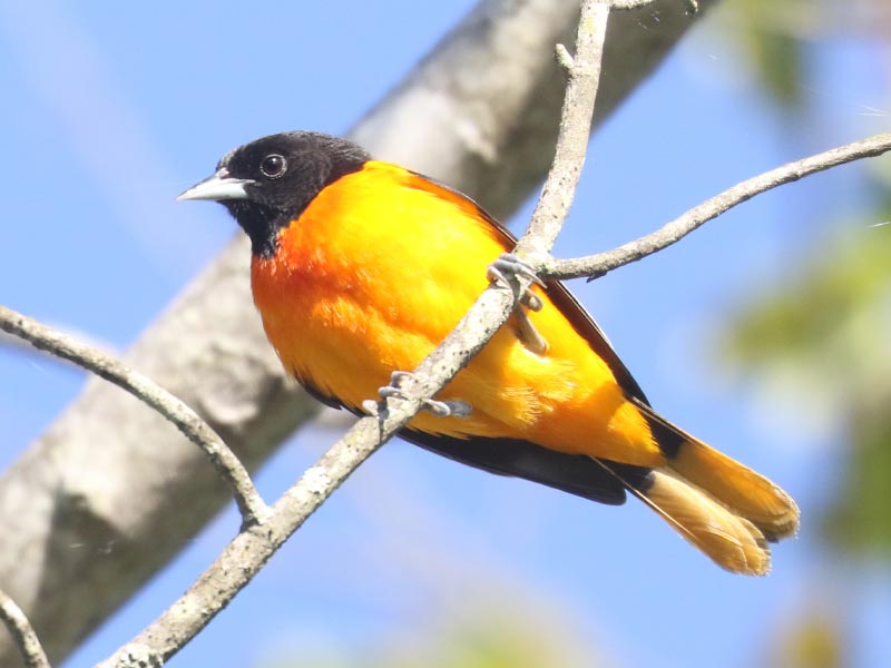 Mystery bird to be identified