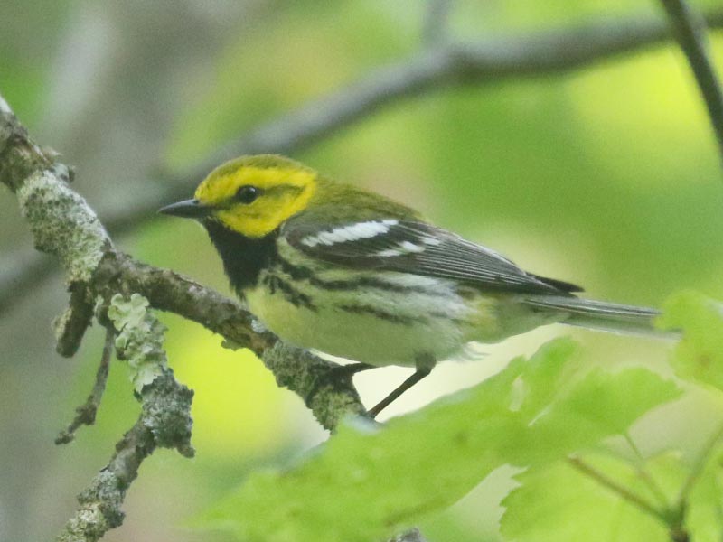 Mystery bird to be identified