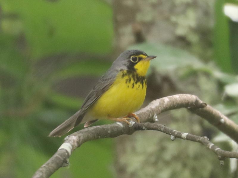 Mystery bird to be identified