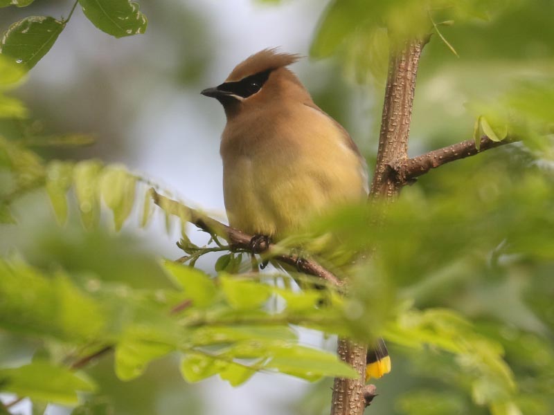 Mystery bird to be identified
