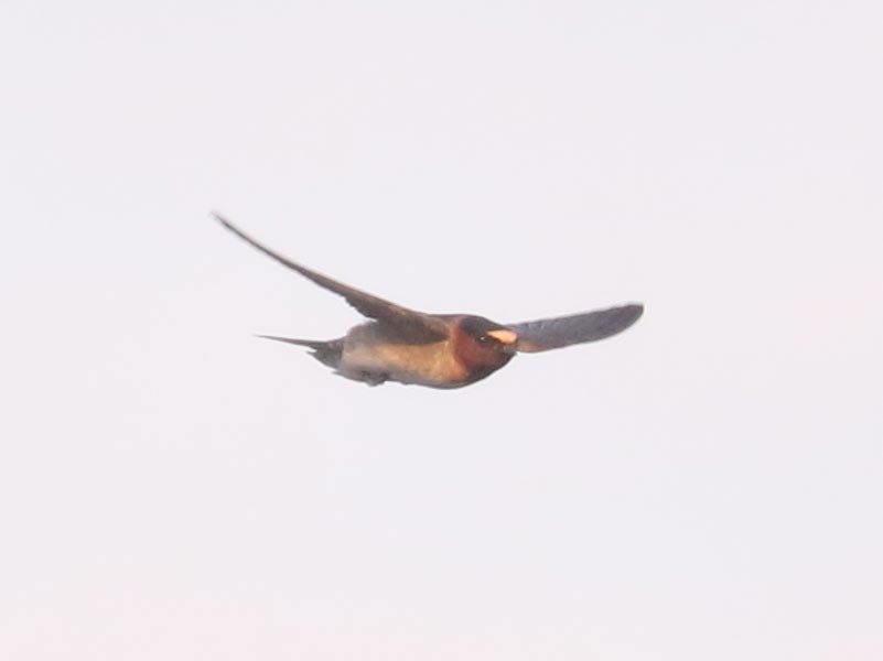 Mystery bird to be identified