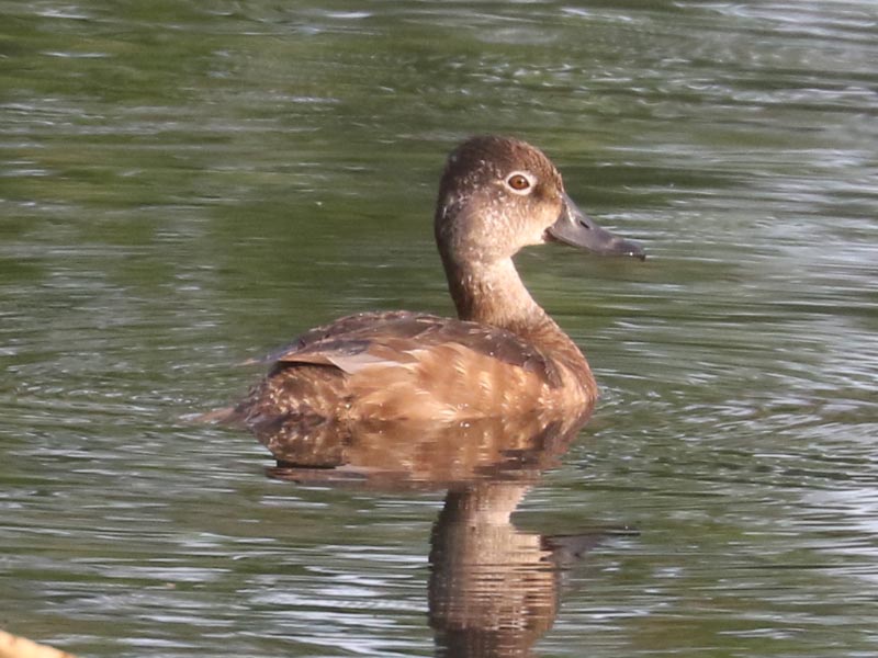 Mystery bird to be identified