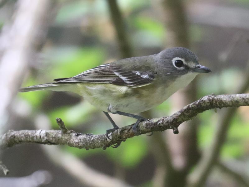 Mystery bird to be identified