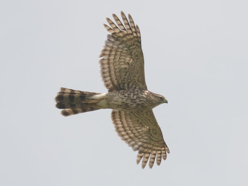 Mystery bird to be identified
