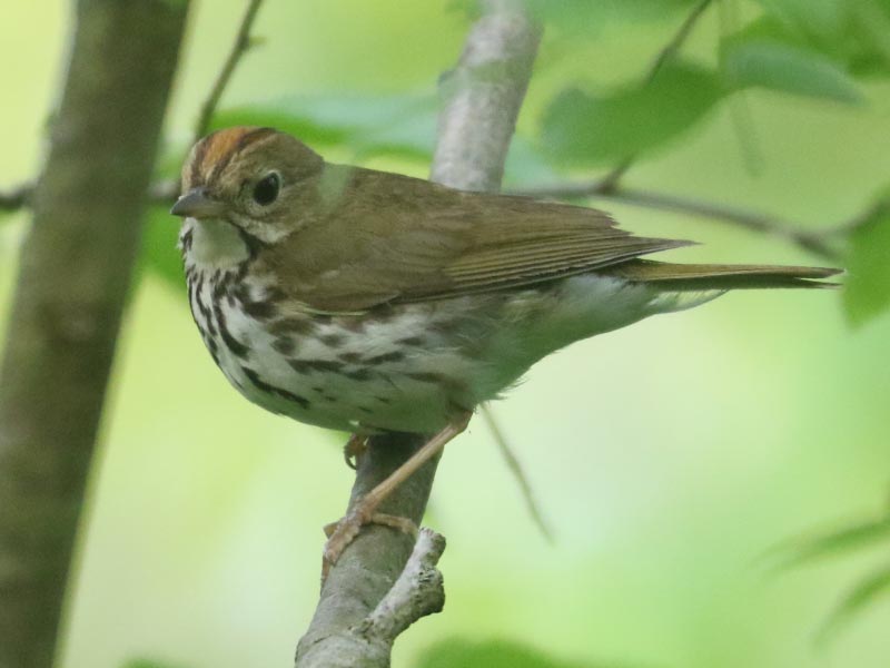 Mystery bird to be identified