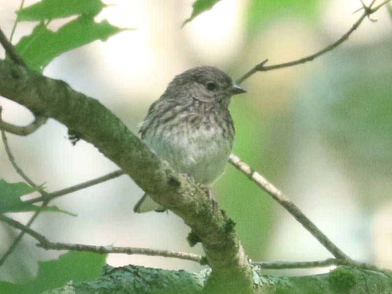 Mystery bird to be identified