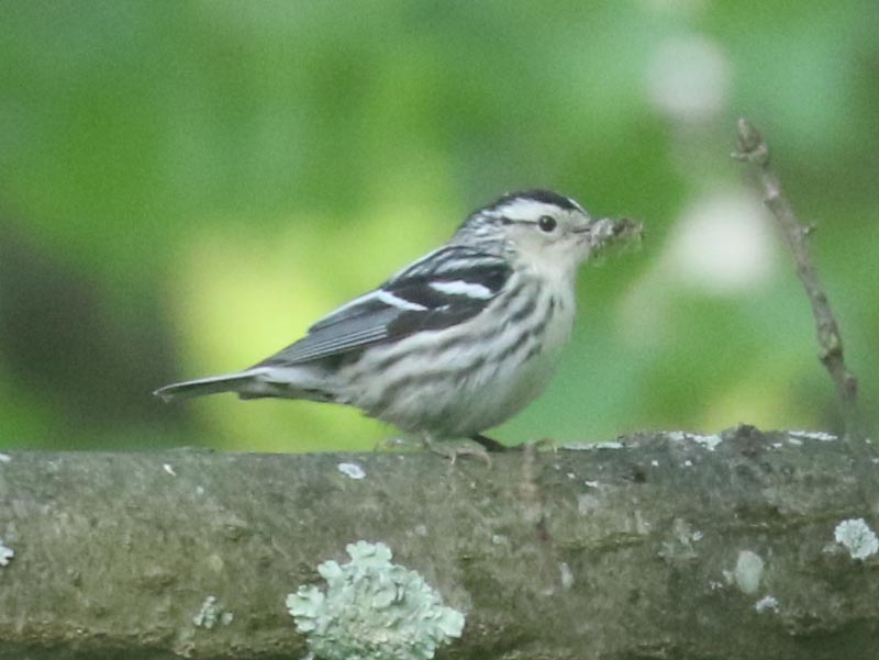 Mystery bird to be identified
