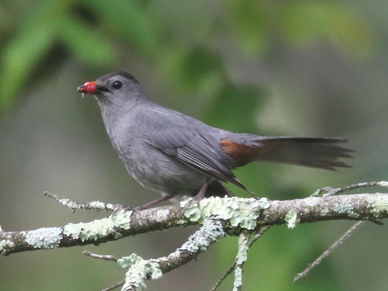 Mystery bird to be identified