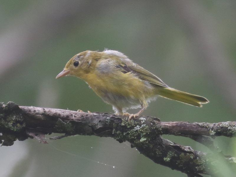 Mystery bird to be identified